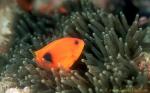 Anemonefish, Tomato Clownfish 01