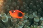 Anemonefish, Tomato Clownfish 02c