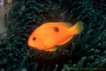 Anemonefish, Tomato Clownfish 04c