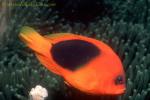 Anemonefish, Tomato Clownfish 05