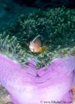 Anemonefish, Pink Clownfish 01