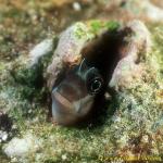 Blenny, Two-tone Combtoothed Blenny 01