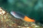 Blenny, Two-tone Combtoothed Blenny 02