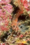 Goby, Trimma Goby 02 special