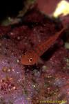 Goby, Trimma Goby 01