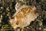 Discodoris unidentified 22tc possibly D boholiensis with all skirts eaten 0114