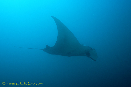 Manta Ray 03 by 50mm lens