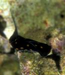 Nudi, Chelidonura 01 punctata