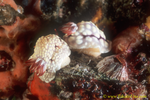 Nudi, Conch Chromodoris, C conchyliata Nudi 01 pair