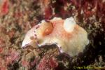 Nudi, Hidden Chromodoris C alius 01 skirt damaged