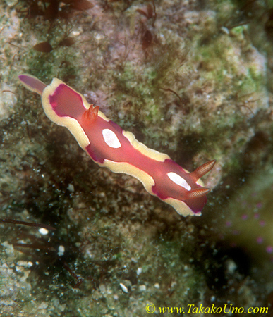 Nudi, Durvilledoris pusilla 01