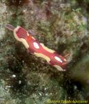 Nudi, Durvilledoris pusilla 01