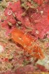 Nudi, Orange-Dappled Plocamopherus, P sp 01