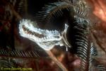 Nudi, Lomanotus verifomis Nudibranch 06c