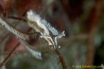 Nudi, Lomanotus verifomis Nudibranch 03c