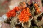 Nudi, Phestilla melanobrachia Nudi 04
ate cup coral (now dead)