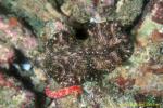 Pseudoceros Flatworm 03 & starfish