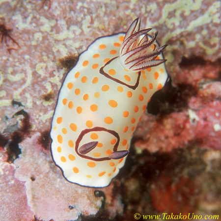 Nudi, Ringed Chromodoris C annulata 02