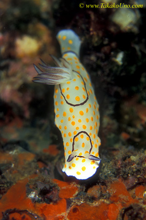 Nudi, Ringed Chromodoris C annulata 01