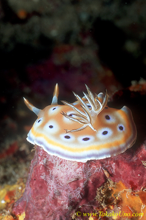 Nudi, Twin Chromodoris, C geminina 01