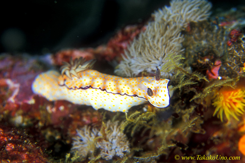 Nudi, Risbecia pulchella Nudi 01