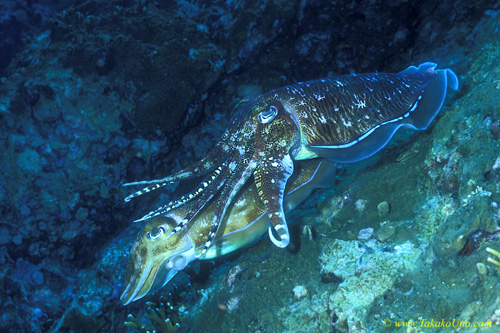 Pharaoh Cuttlefish 01 courting