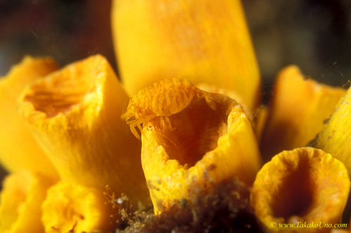 Pontonides maldivensis Shrimp on cup coral 01