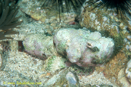 Scorpionfish, False Stone Fish 01