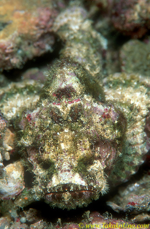 Scorpionfish, False Stone Fish 02