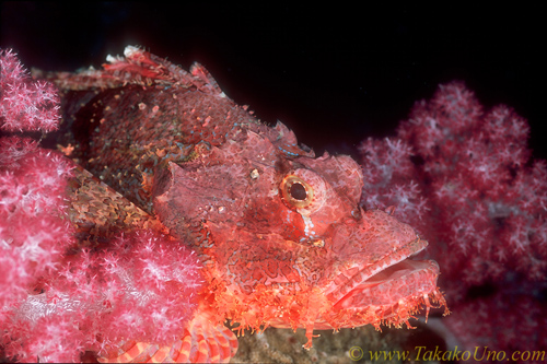 Scorpionfish, Tasseled Scorpionfish 02