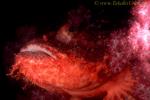 Scorpionfish, Tasseled Scorpionfish 03