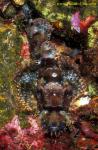 Scorpionfish, Tasseled Scorpionfish 01