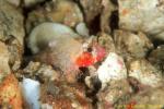 Scorpionfish, Dwarf Scorpionfish 01