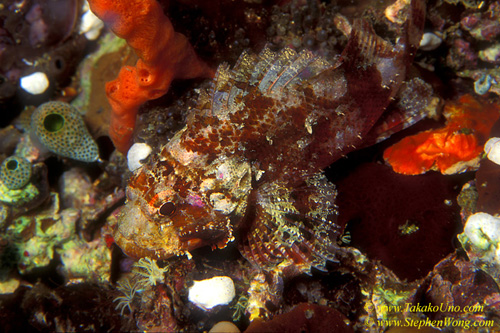 Scorpionfsh, Barchin Scorpionfish 01