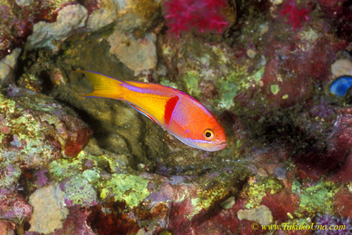 Red Barred Anthias 01