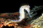 Seahorse, Thorny Seahorse 01