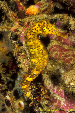 Searhorse, Tiger-tailed Seahorse 01