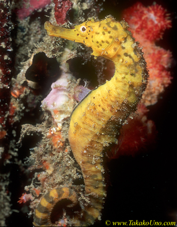 Seahorse, Tiger-tailed Seahorse 02c