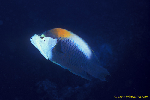 Sling Jaw Wrasse 01c male