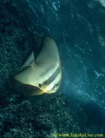 Tallfin Batfish 04 at surface