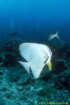 Tallfin Batfish 03 cleaning by wrasse