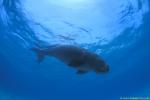 Dugong 30