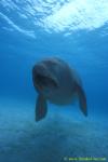 Dugong 10