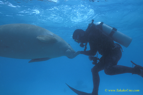 Hi baby! Dugong 80 & diver
