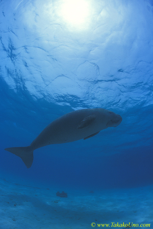 Dugong 33