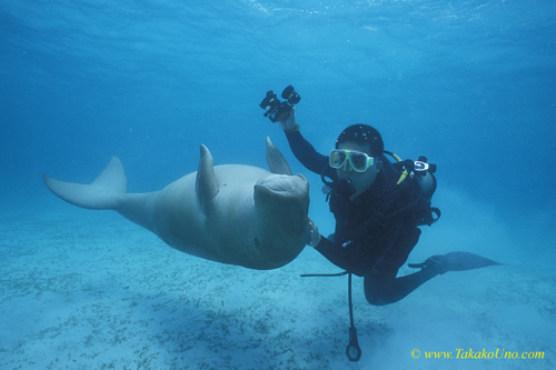 Dugong 67 & diver