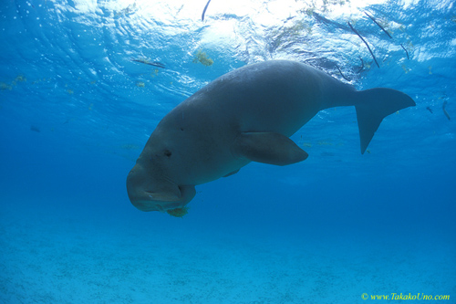 Dugong 16 feeding on seagrass