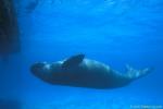 Dugong 23