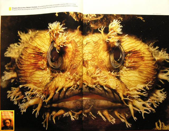 In National Geographic, its English language version, double-page-spread of my "Toad Fish" (published in all worldwide