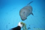 Dugong 73 & seagrass